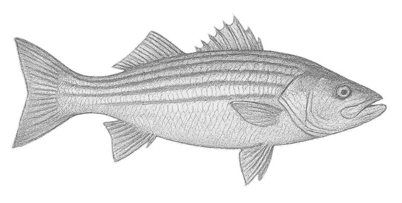 A detailed pencil drawing of a fish with a pointed head, open mouth, two dorsal fins, and horizontal stripes running from head to tail, perfect for those seeking unique art to complement their search for Annapolis condos for sale.